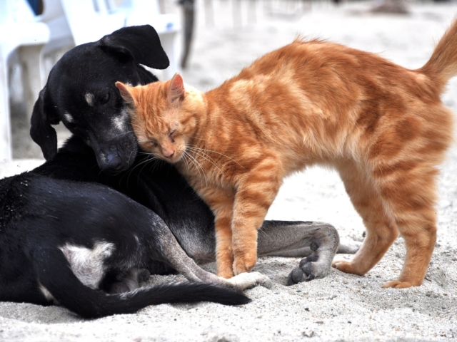 ORGANETIK für Tiere – wenn dein Tier dir etwas zeigt, das du (noch) nicht verstehst 🐕🐈